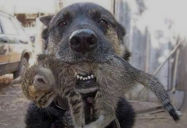 বাড়িতে আগুন বন্ধু বিড়াল ছানার প্রাণ বাঁচাল কুকুর